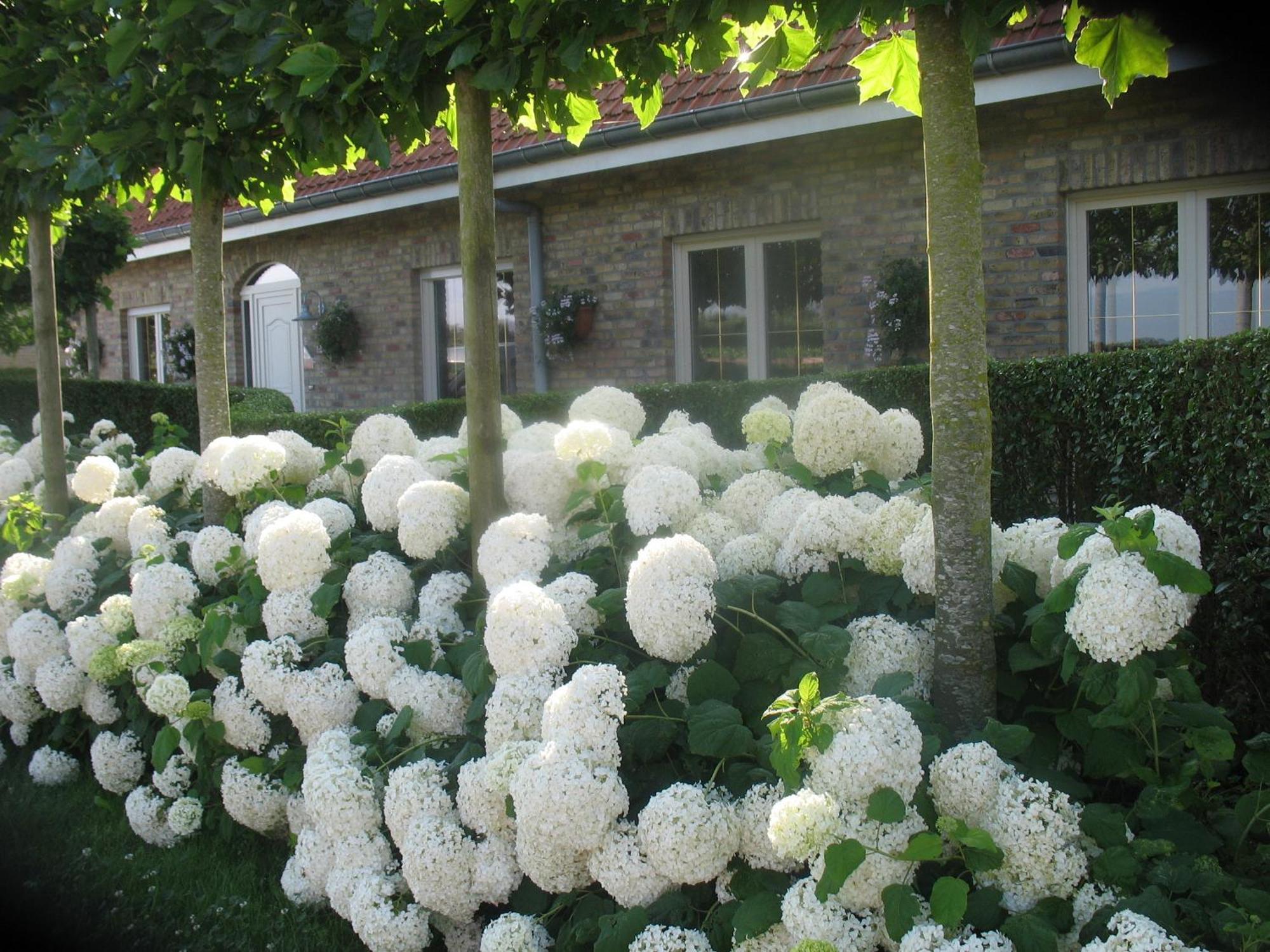 Langemark B&B Greenhouse 37 المظهر الخارجي الصورة